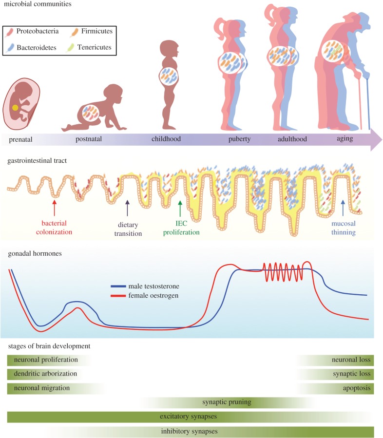 The Microbiome: 33 Ways Gut Bacteria Affect Your Body & Mind ...